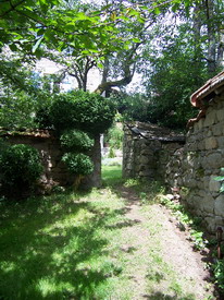 Garden in the shade