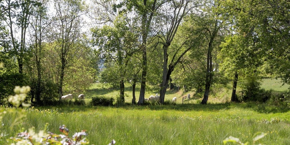 Les vaches dans les champs